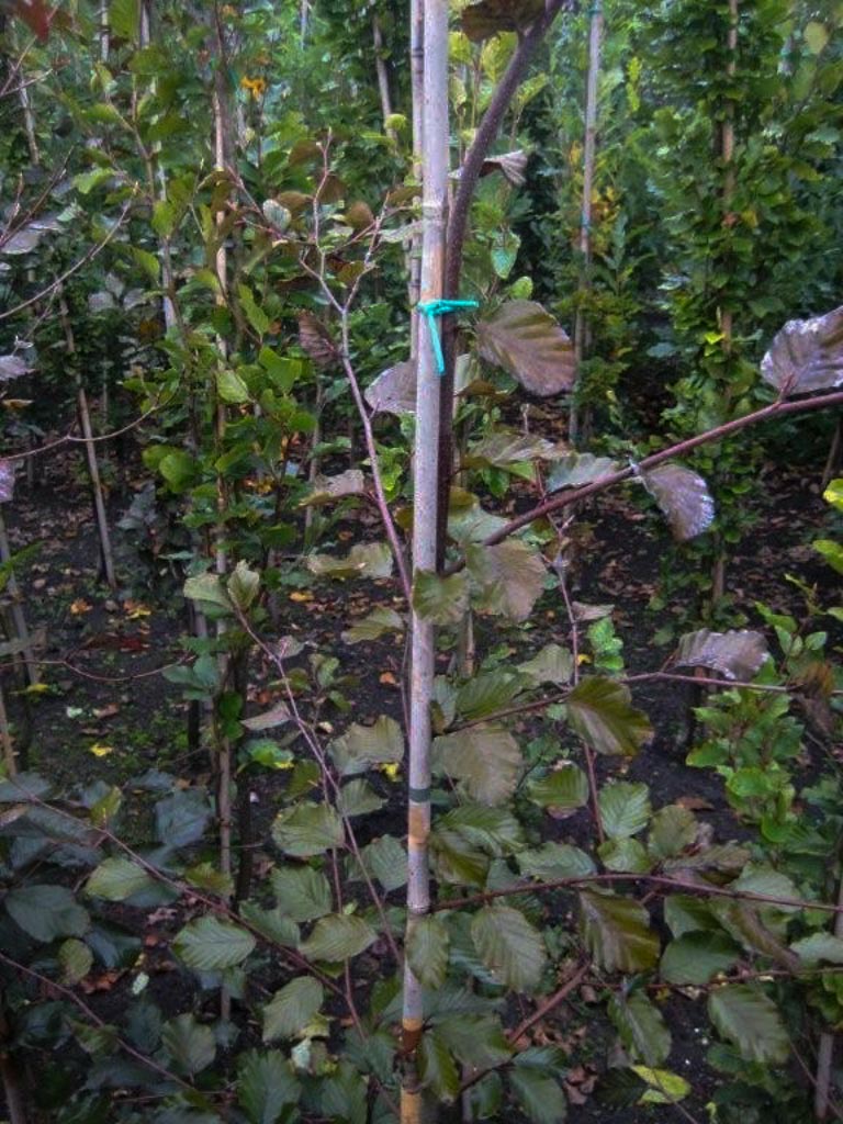 Fagus sylvatica ‘Swat Magret’