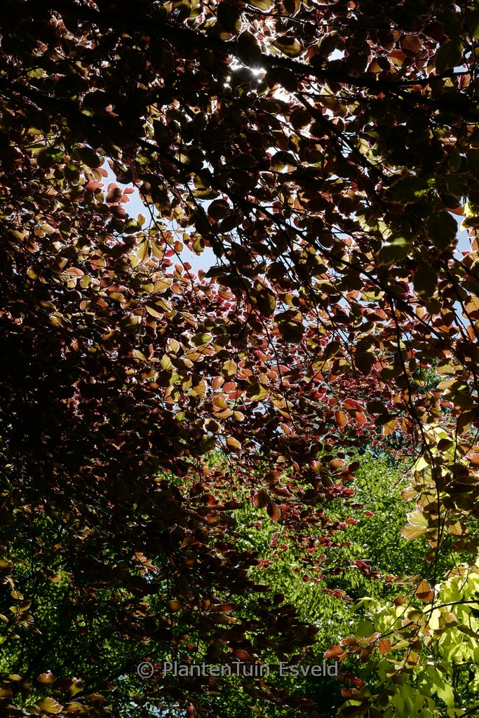 Fagus sylvatica ‘Tricolor’