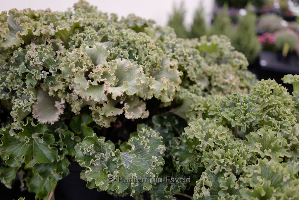 Farfugium japonicum ‘Wavy Gravy’