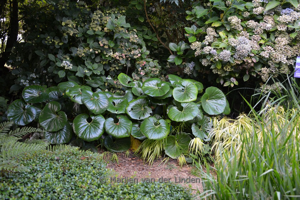 Farfugium japonicum giganteum
