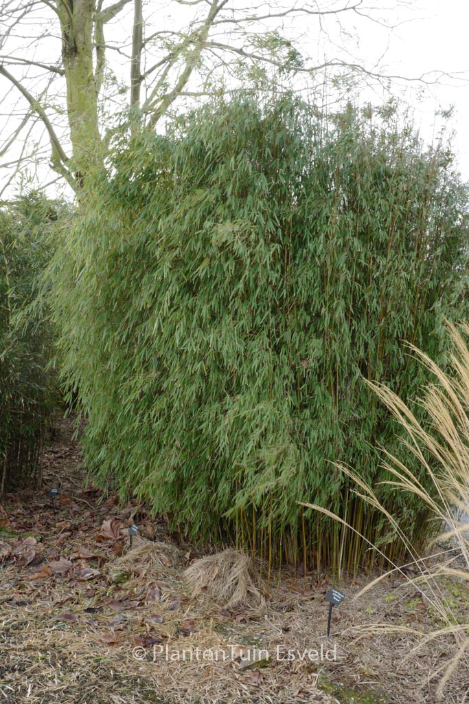 Fargesia ‘Jiu’ (‘Jiuzhaigou 1’)