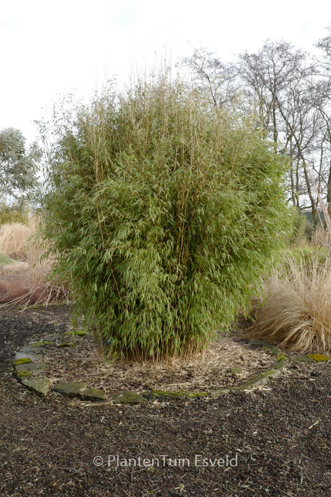 Fargesia ‘Obelisk’