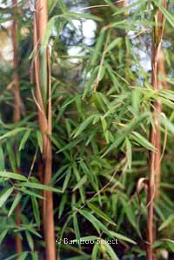 Fargesia angustissima