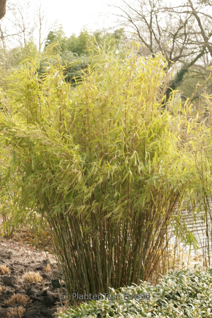 Fargesia murielae ‘Jumbo’