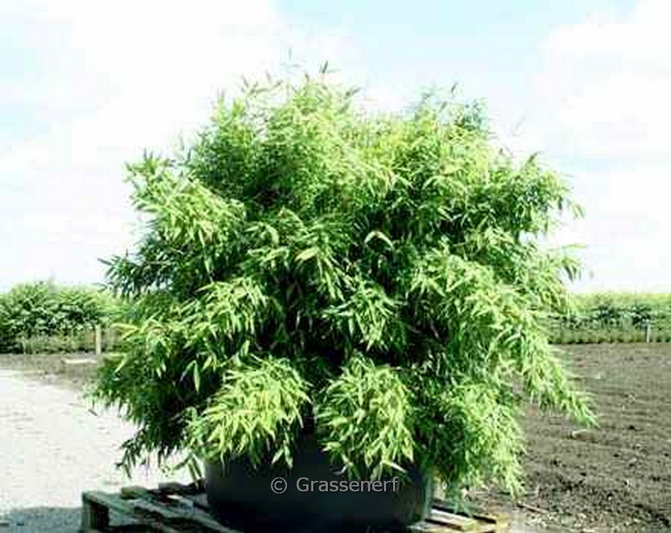 Fargesia murielae ‘Lava’