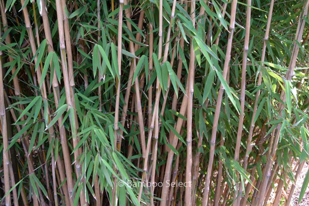 Fargesia nitida ‘Nymphenburg’