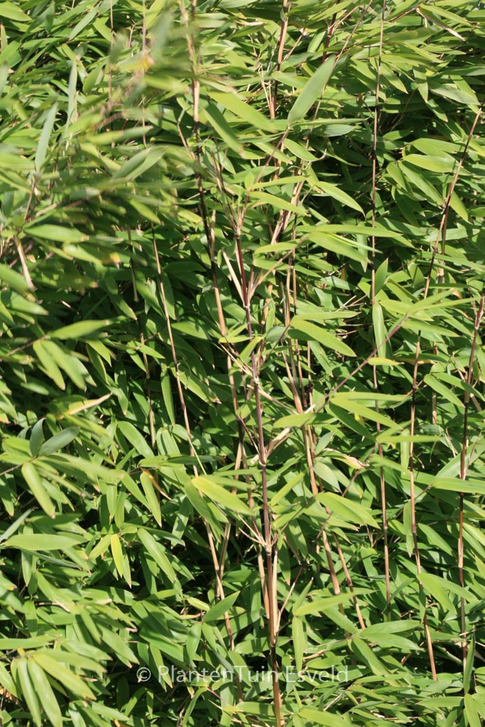 Fargesia nitida ‘Pillar’