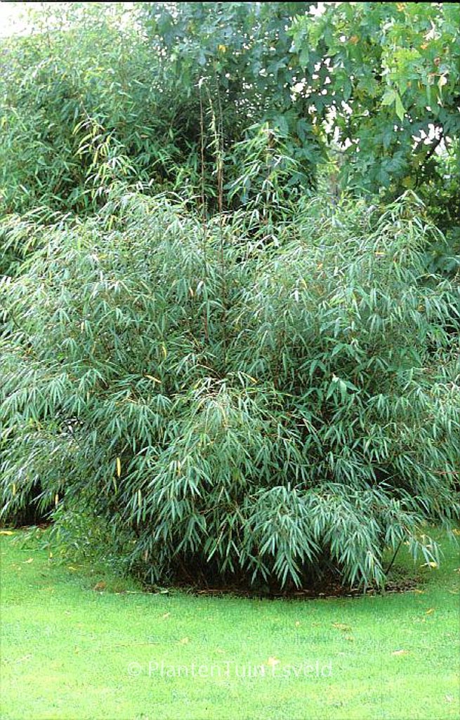 Fargesia scabrida ‘Asian Wonder’