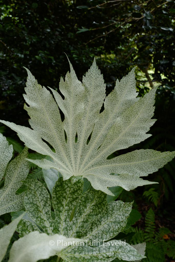 Fatsia japonica ‘Spider’s Web’