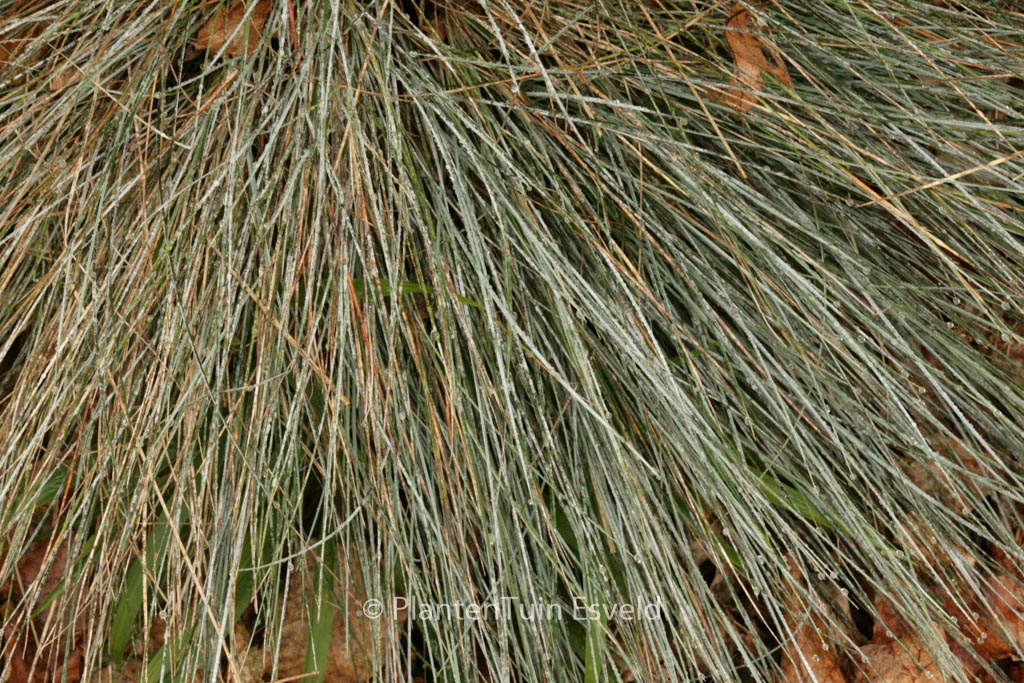 Festuca glauca ‘Blauglut’