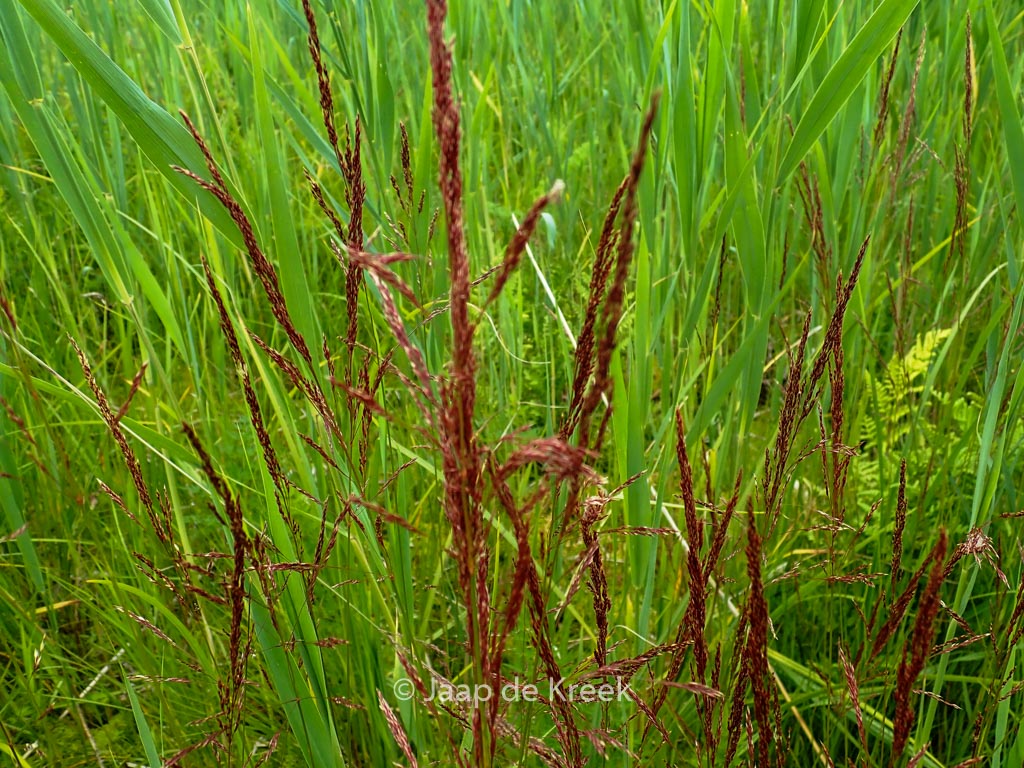 Festuca rubra