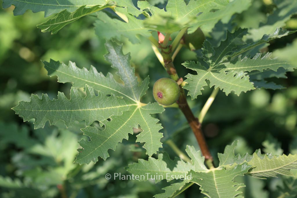 Ficus carica ‘Icecrystal’