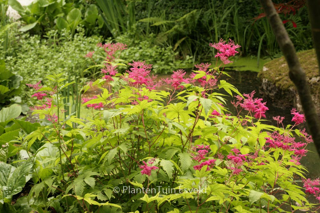 Filipendula ‘Kahome’
