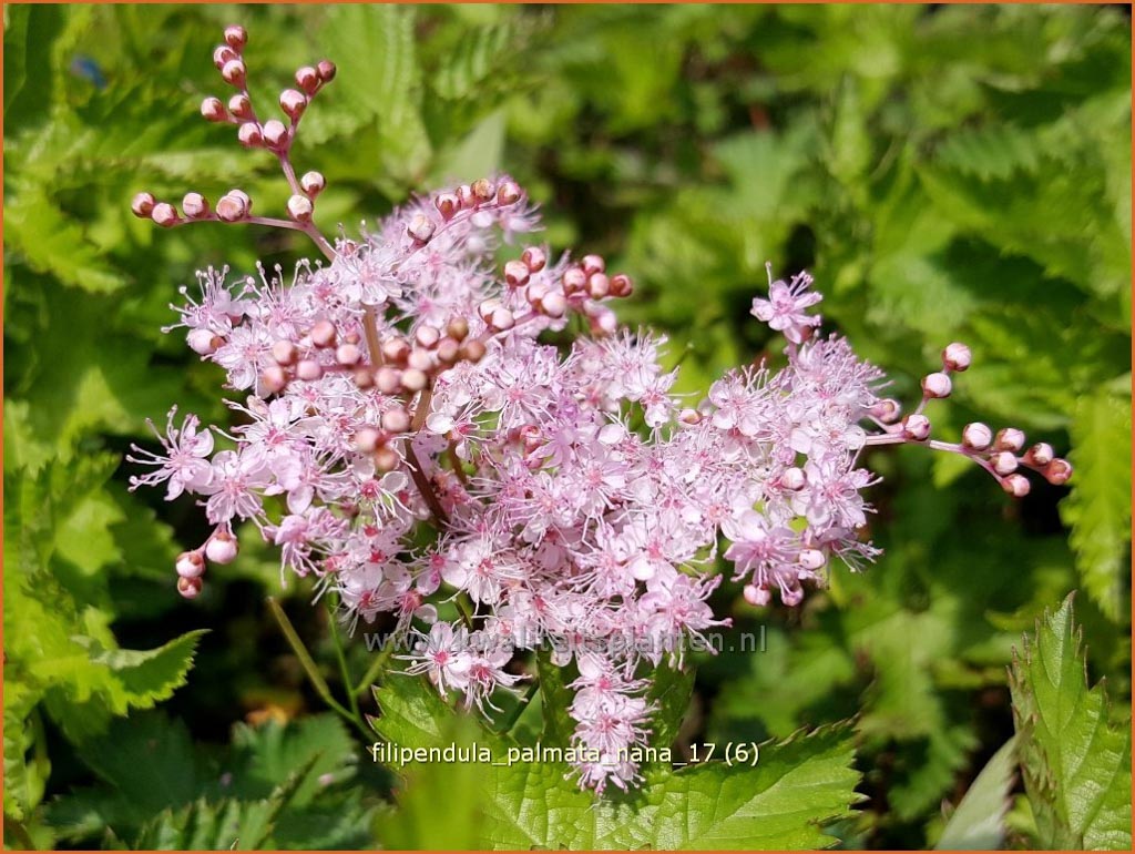 Filipendula palmata ‘Nana’