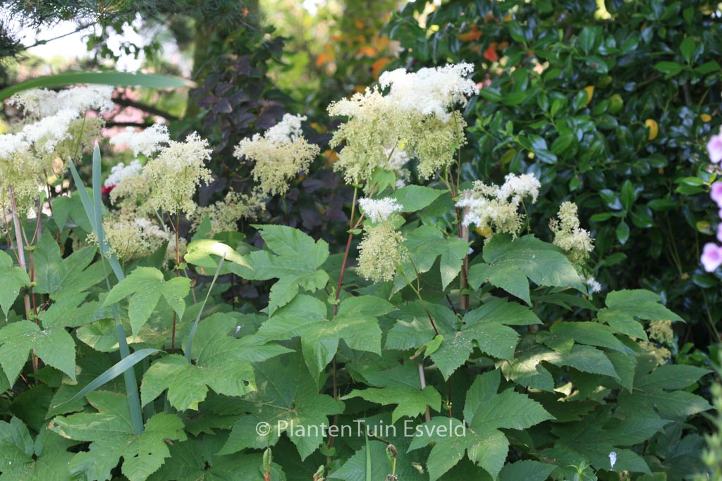 Filipendula purpurea ‘Alba’