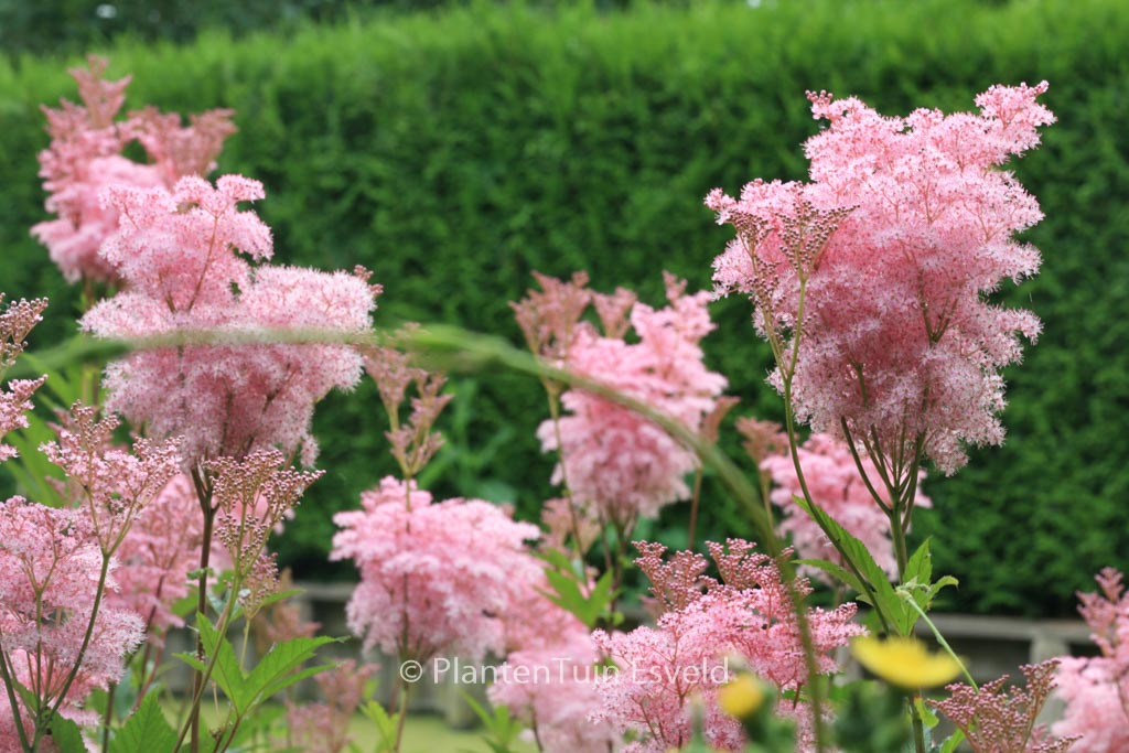 Filipendula rubra ‘Venusta’