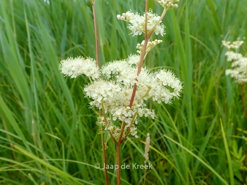 Filipendula ulmaria