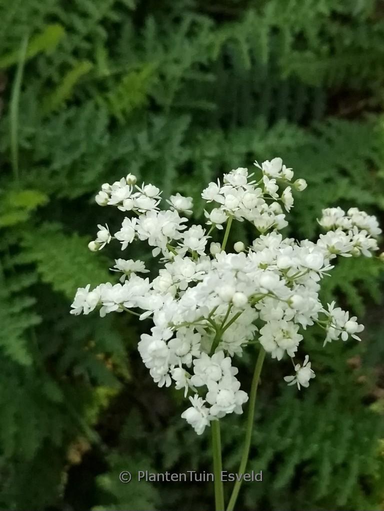 Filipendula vulgaris ‘Multiplex’
