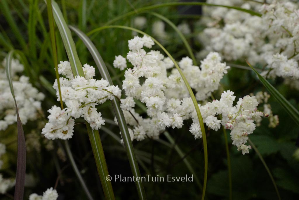 Filipendula vulgaris