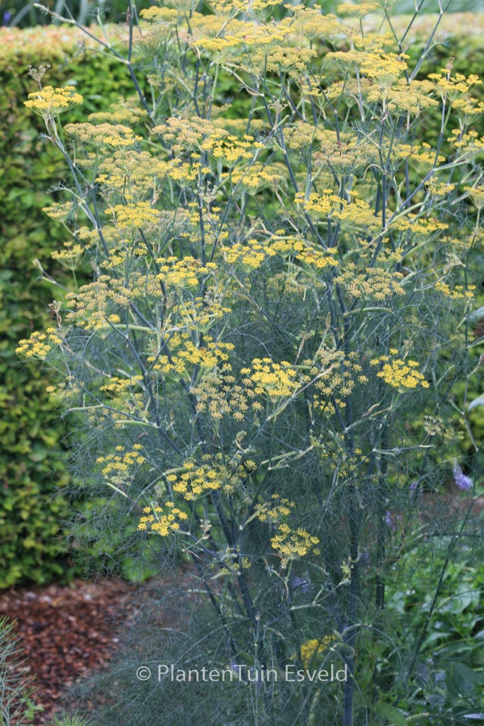 Foeniculum vulgare