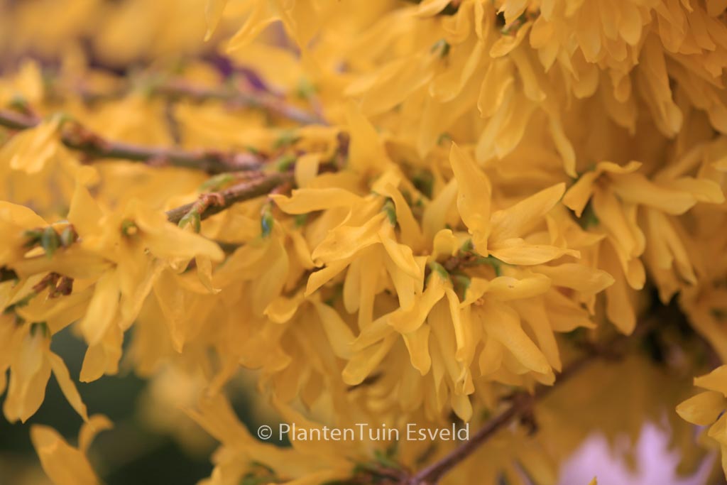 Forsythia ‘Courtasol’ (MAREE D’OR)
