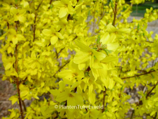 Forsythia intermedia ‘Flojor’ (MINIGOLD)