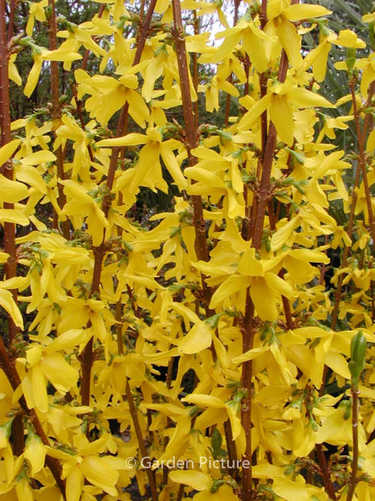 Forsythia intermedia ‘Lynwood’