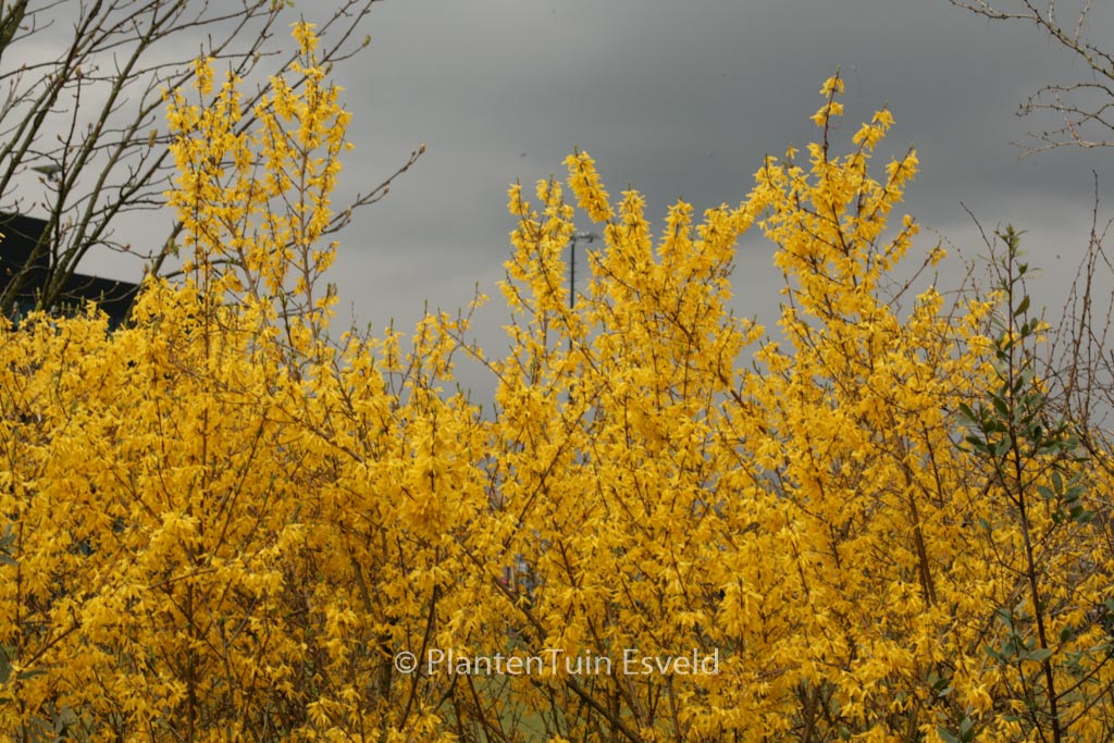 Forsythia intermedia ‘Spectabilis’