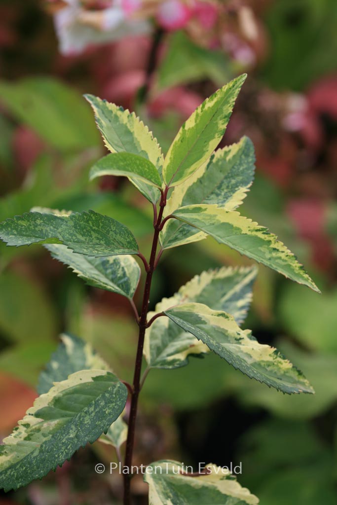 Forsythia intermedia ‘Variegata’