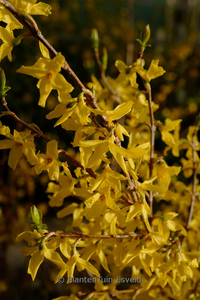 Forsythia ovata ‘Tetragold’