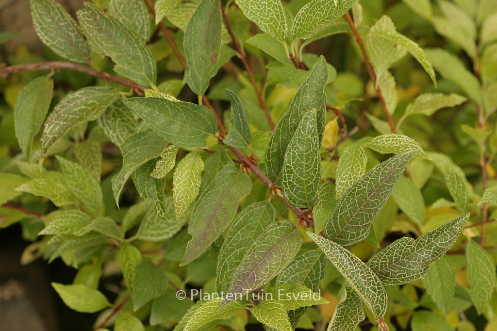 Forsythia viridissima ‘Kumson’