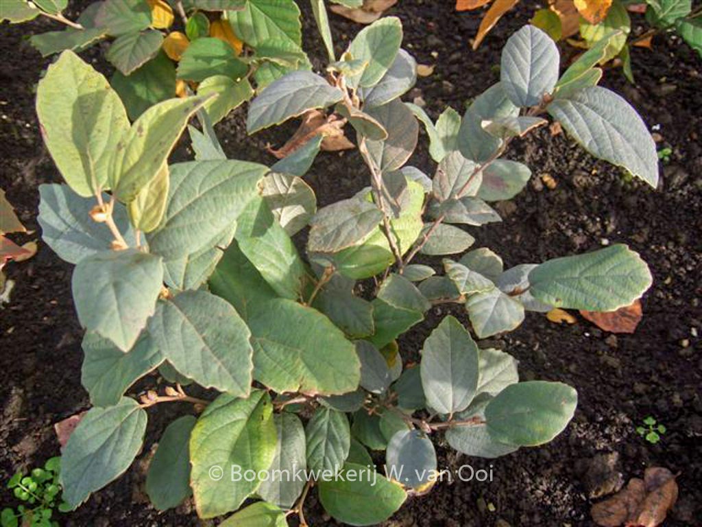 Fothergilla gardenii ‘Blue Mist’