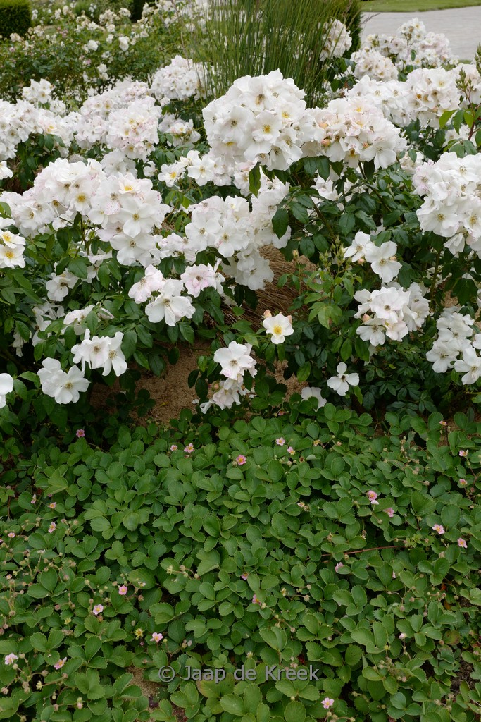 Fragaria ‘Frel’ (PINK PANDA)