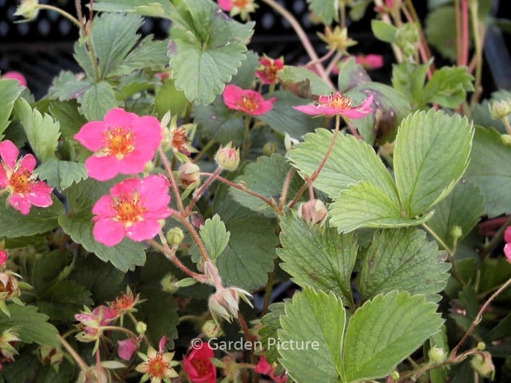 Fragaria ‘Stockbolwi’ (LIPSTICK)