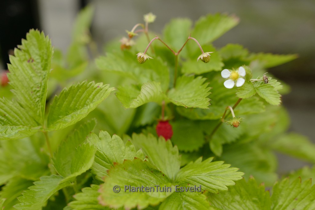 Fragaria vesca ‘Ruegen’