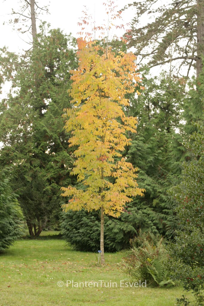 Fraxinus americana