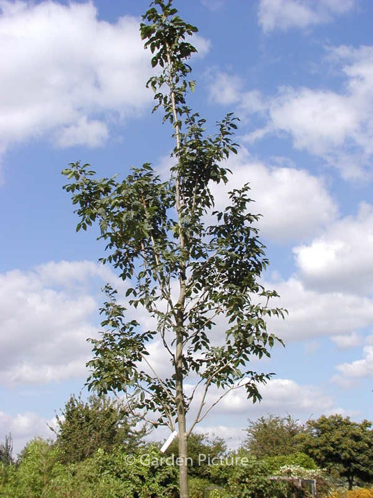 Fraxinus ornus ‘Louisa Lady’