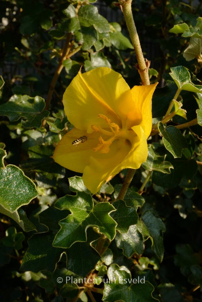 Fremontodendron californicum ‘Californian Gold’