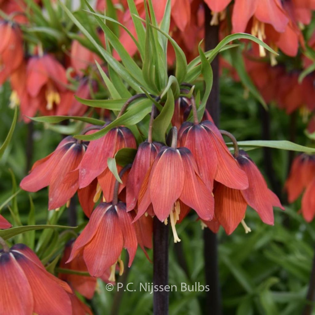 Fritillaria ‘Red Beauty’