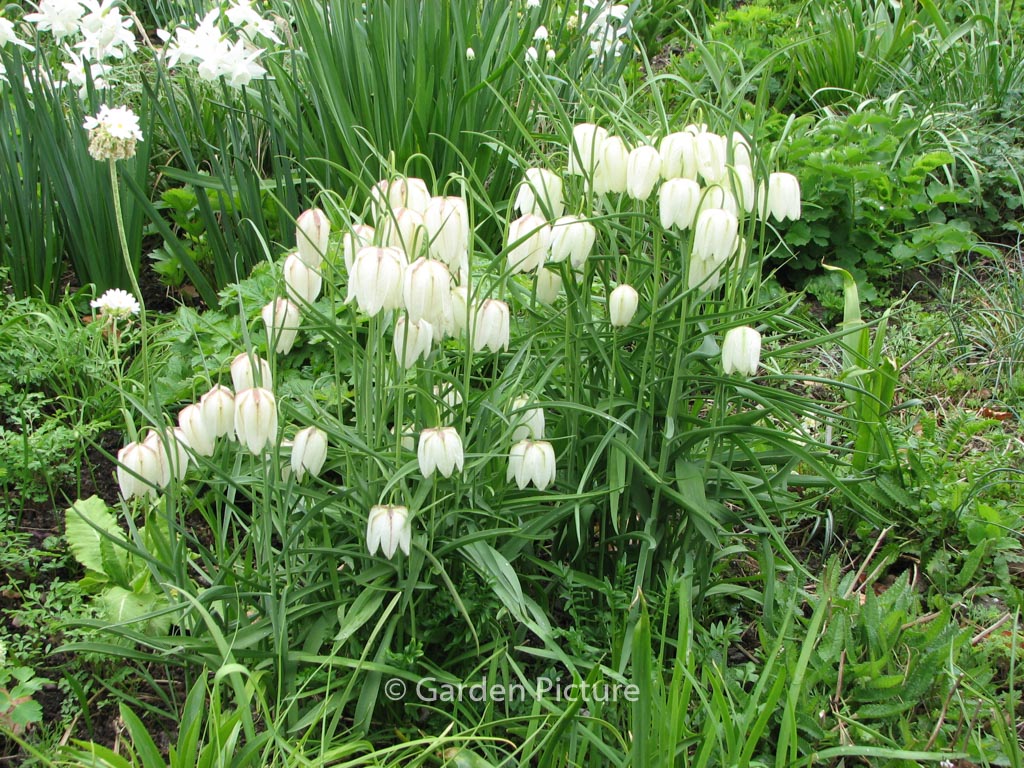 Fritillaria meleagris ‘Alba’