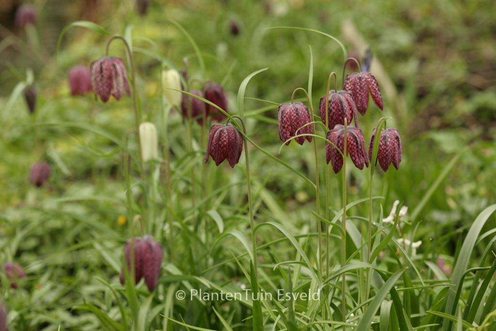 Fritillaria meleagris