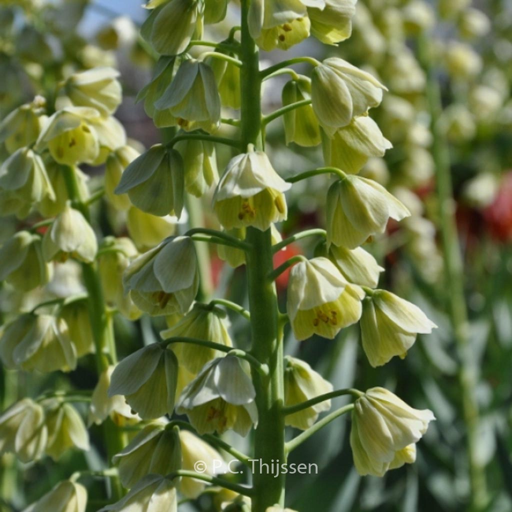 Fritillaria persica ‘Ivory Bells’
