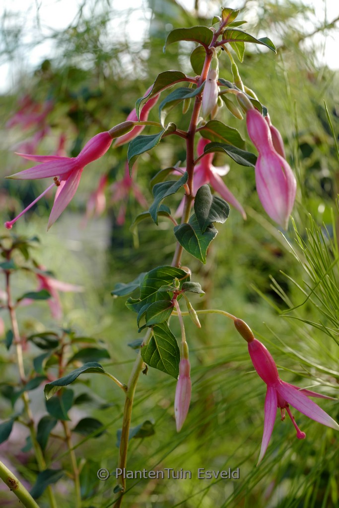 Fuchsia ‘Anna Sunshine’