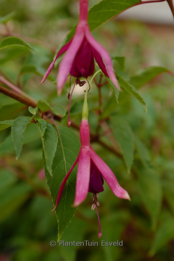 Fuchsia ‘Delta’s Pim’