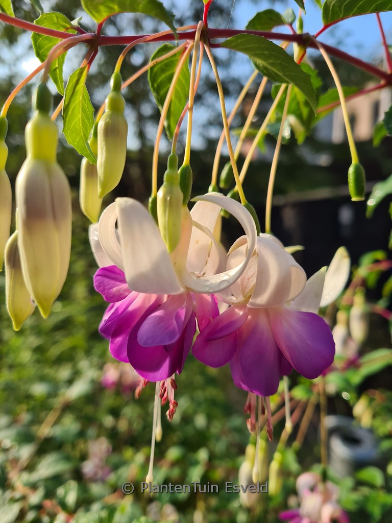 Fuchsia ‘Delta’s Sarah’