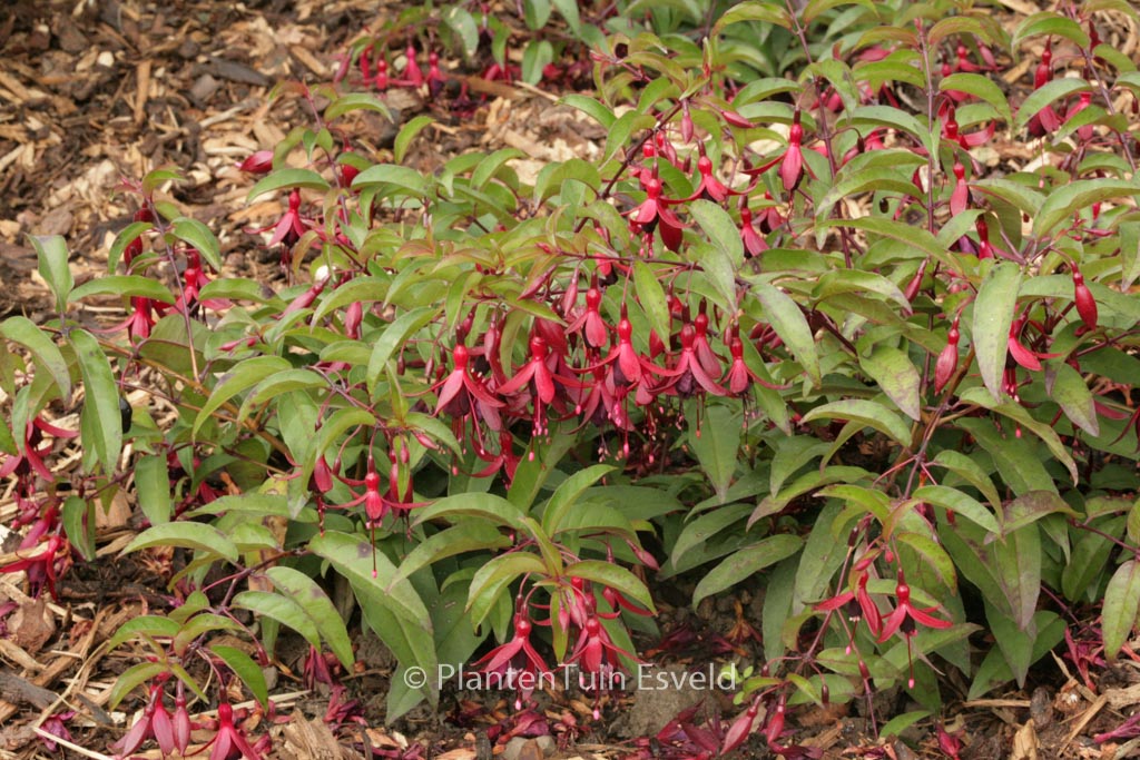 Fuchsia ‘Dying Embers’