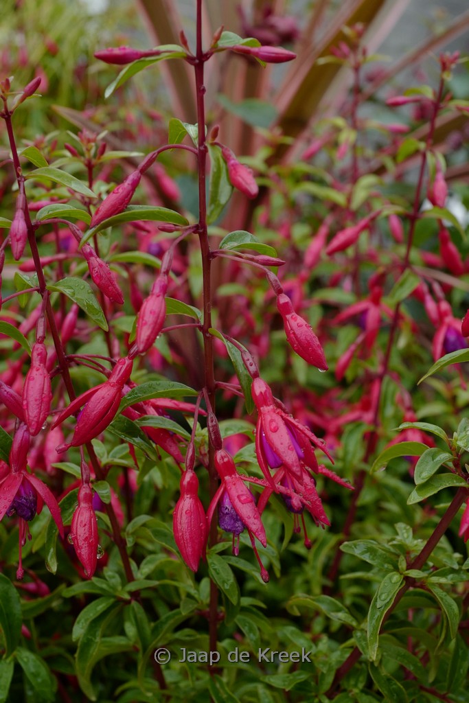 Fuchsia ‘Flash’