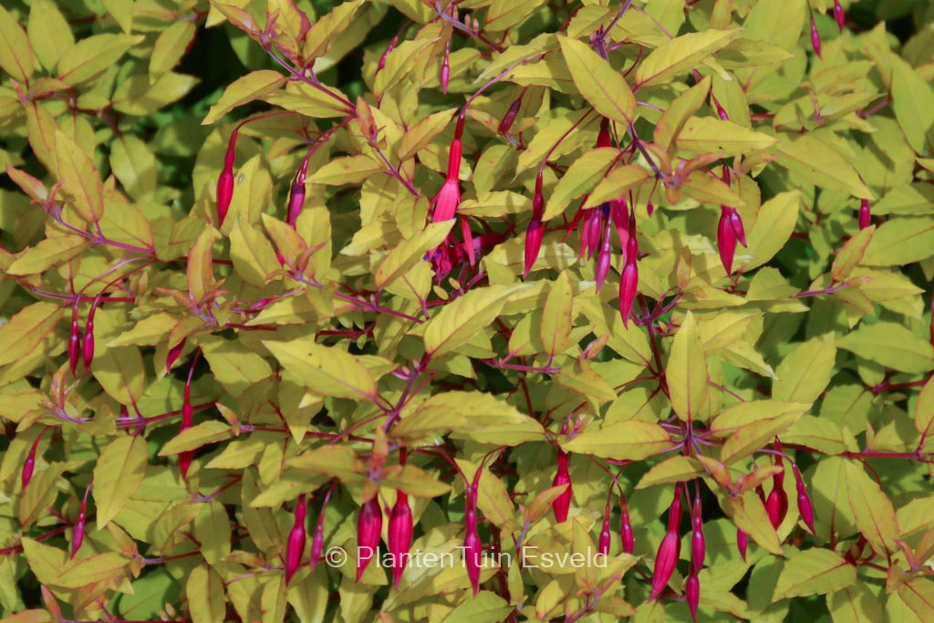Fuchsia ‘Genii’