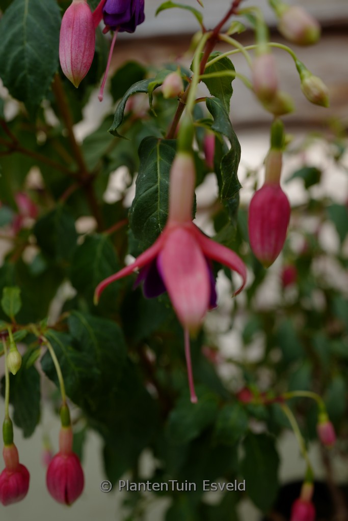 Fuchsia ‘Gerrit van Veen’