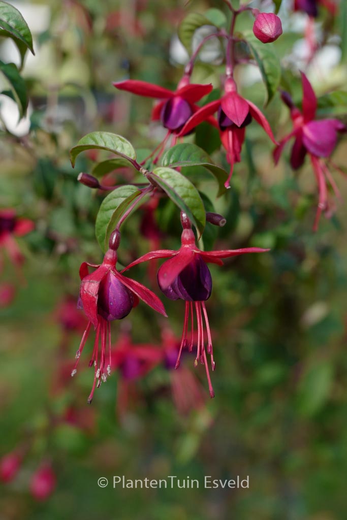 Fuchsia ‘Lady Boothby’